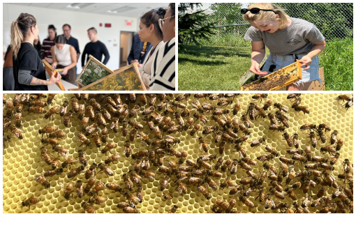 Beehive program